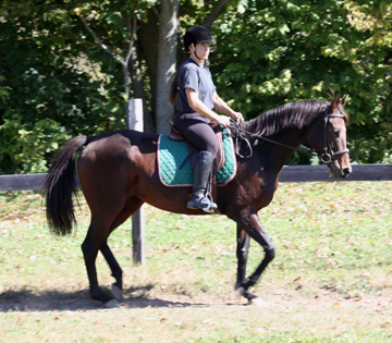 Thoroughbred Horse