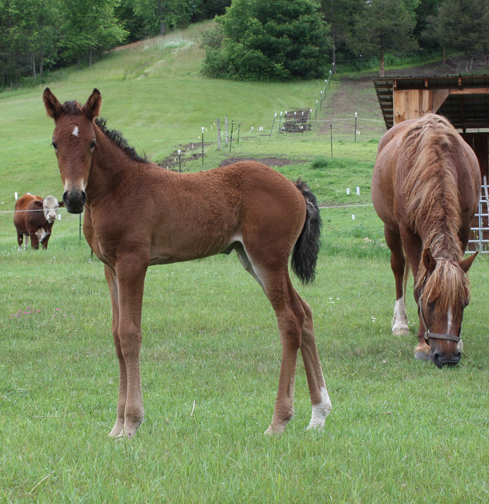 American Bashkir Culy Lisitano Horse